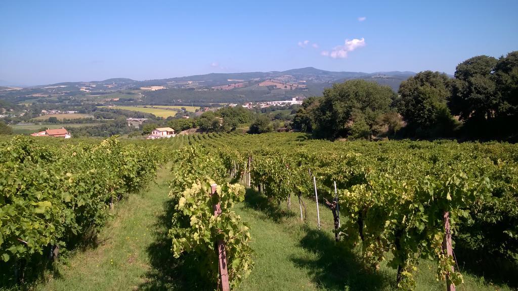 Agriturismo La Vite E L'Ulivo Baschi المظهر الخارجي الصورة